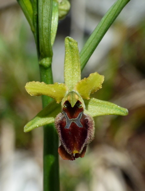 Buone Festivit� 2025/2026!